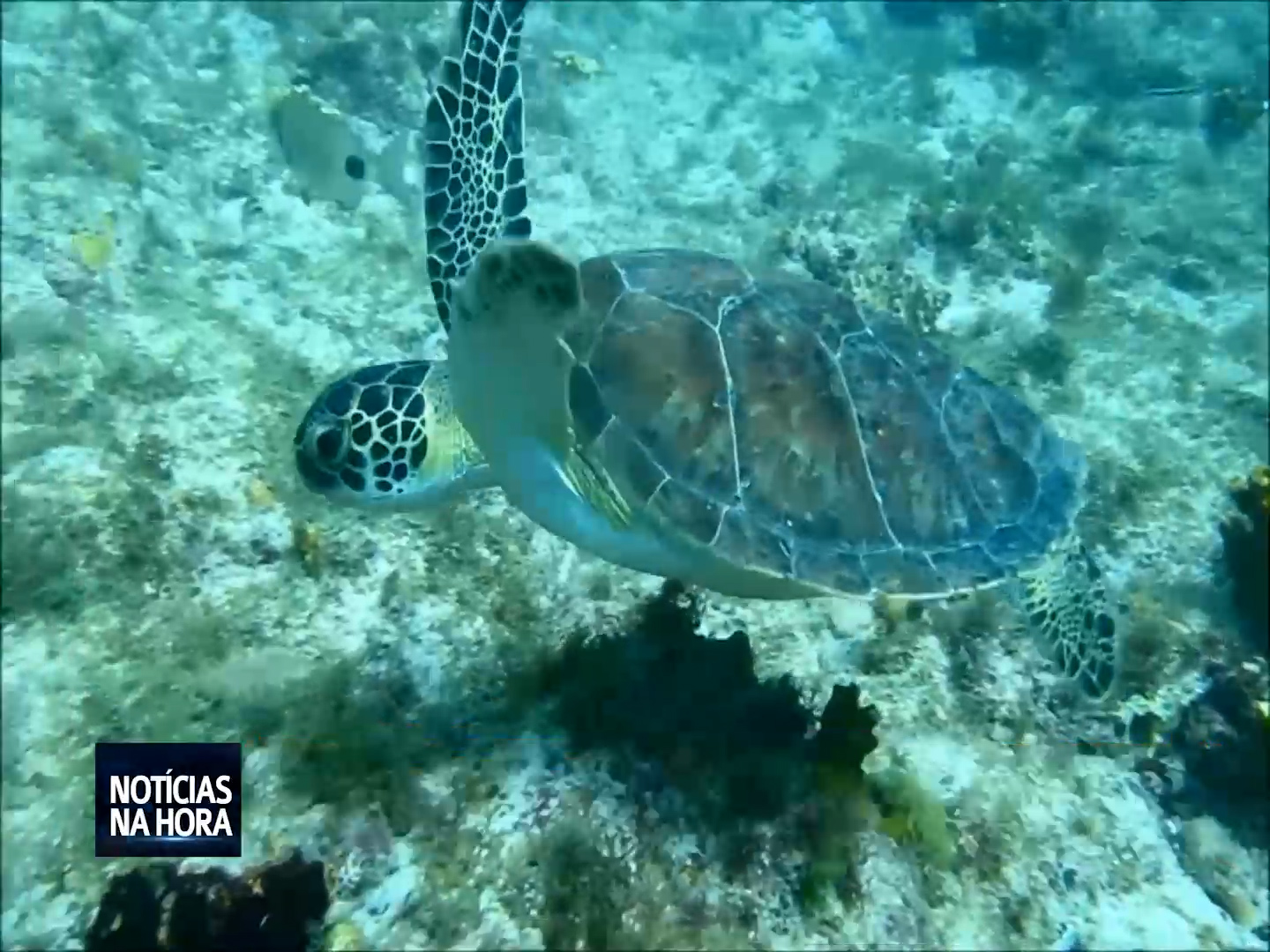 Temporada positiva para as tartarugas em Cabo Verde, mas organizações lançam alertas