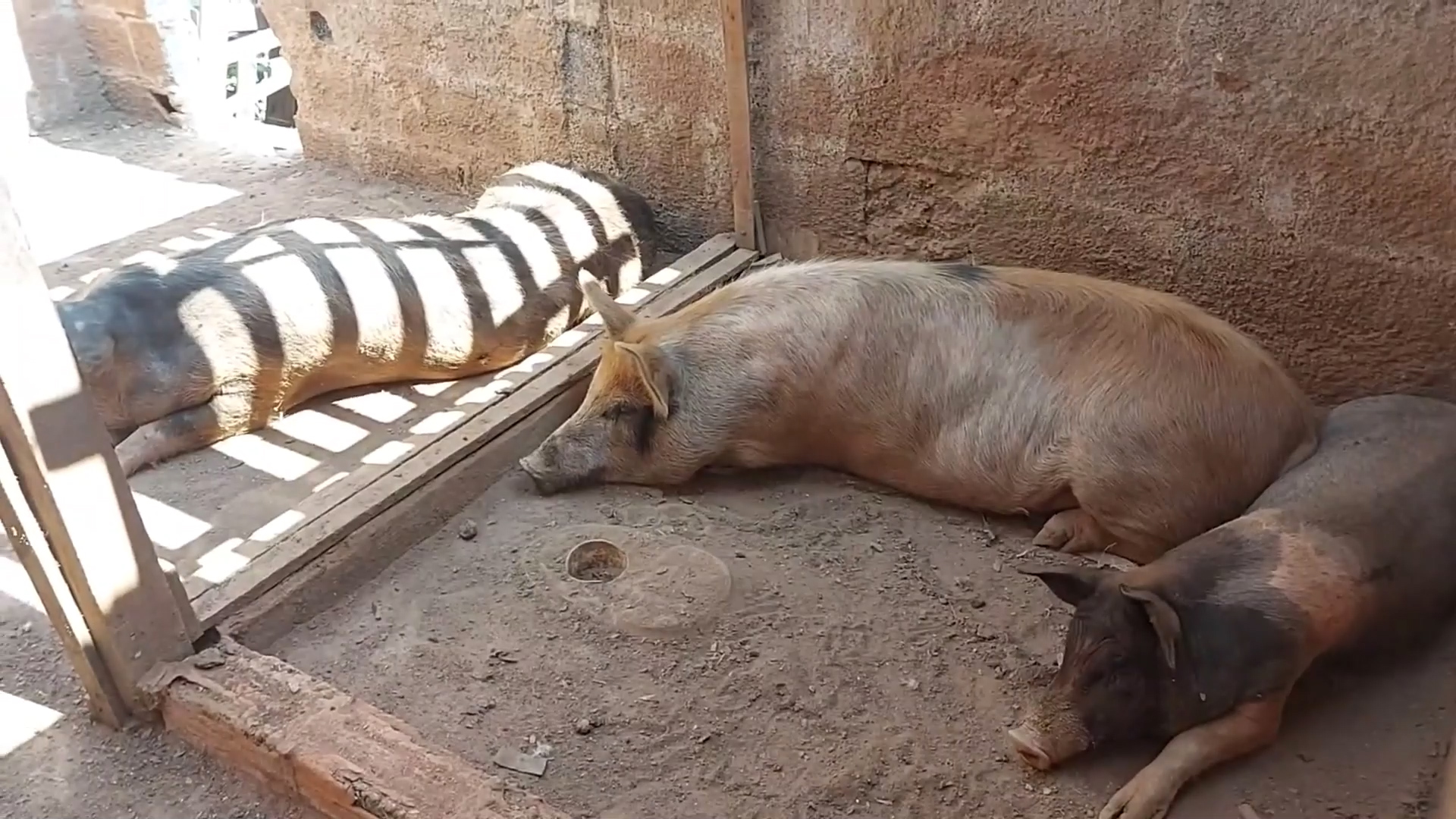 Peste Suína na Ilha da Boa Vista