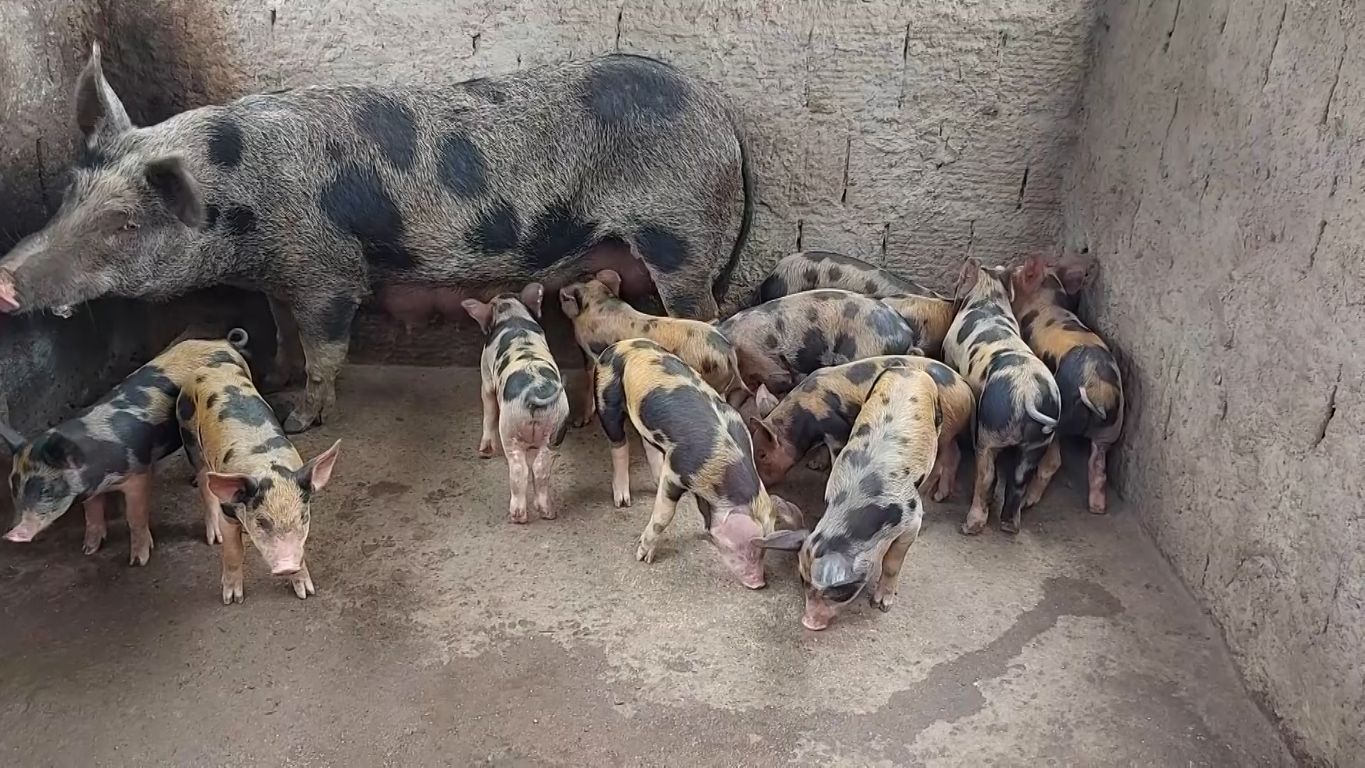 Peste – Ministro da Agricultura e Ambiente alerta para falta de higiene na criação de suínos