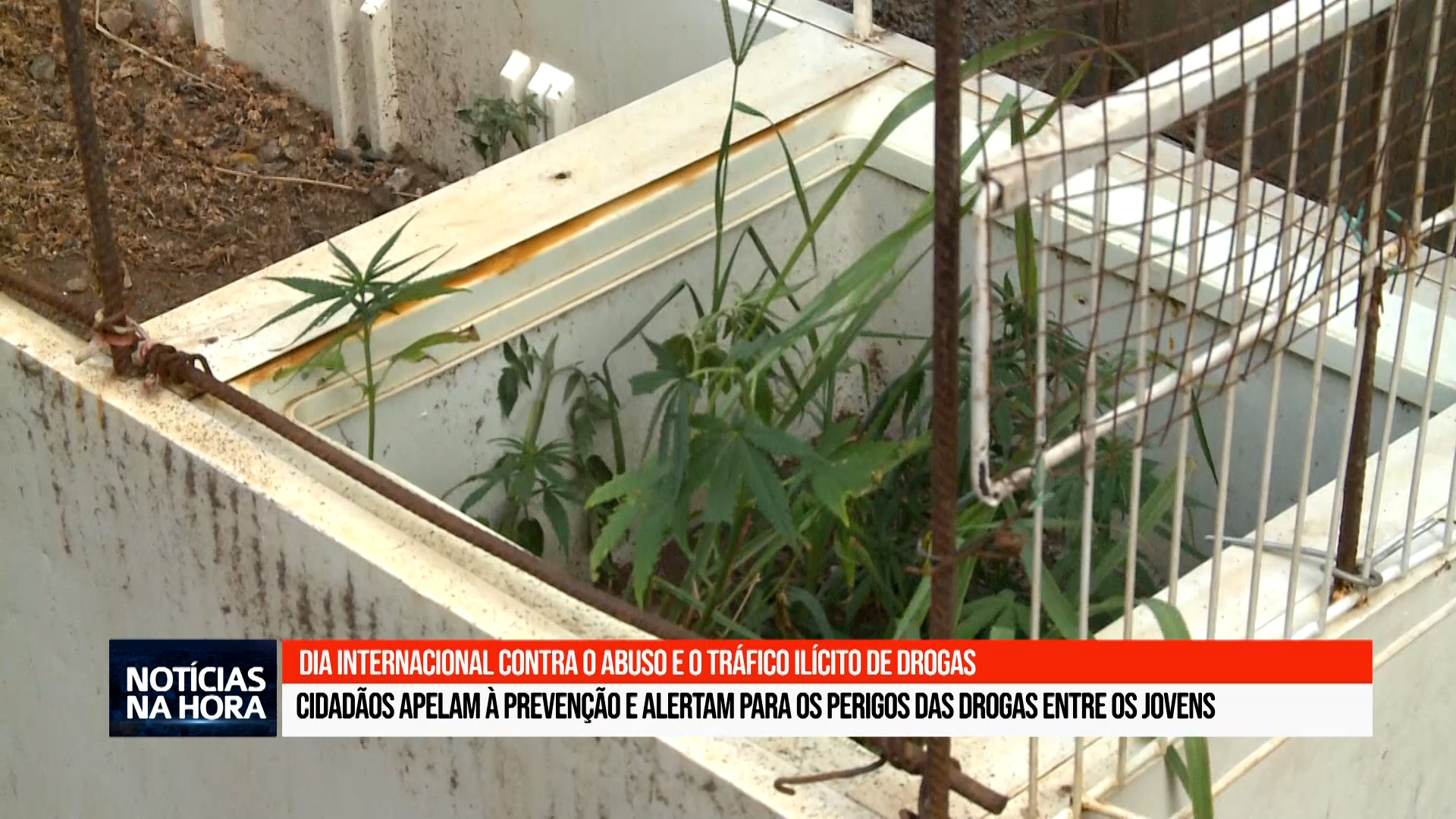 Dia Internacional contra o Abuso e o Tráfico Ilícito de Drogas