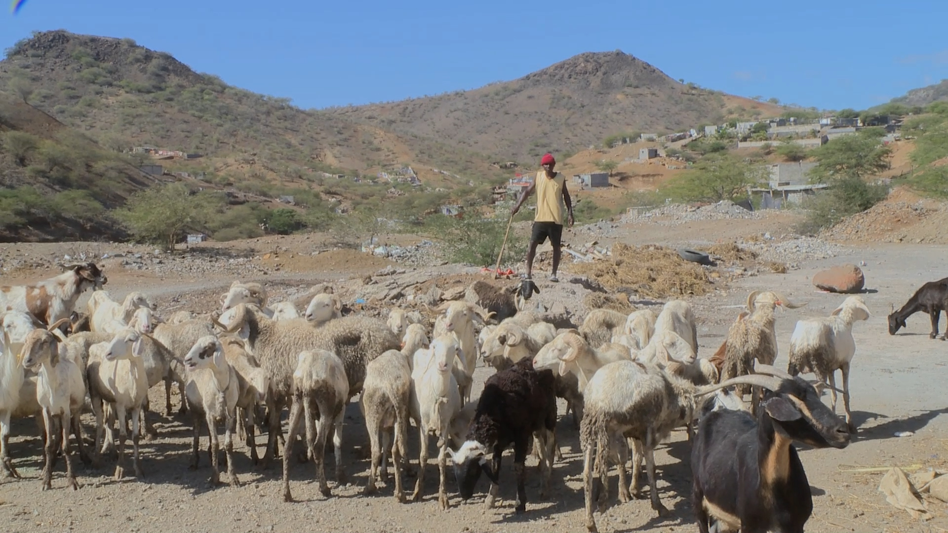 Crise de criação de gado na Simão Ribeiro.
